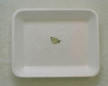 Butterfly2
