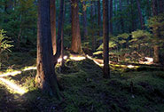 MarcAudette