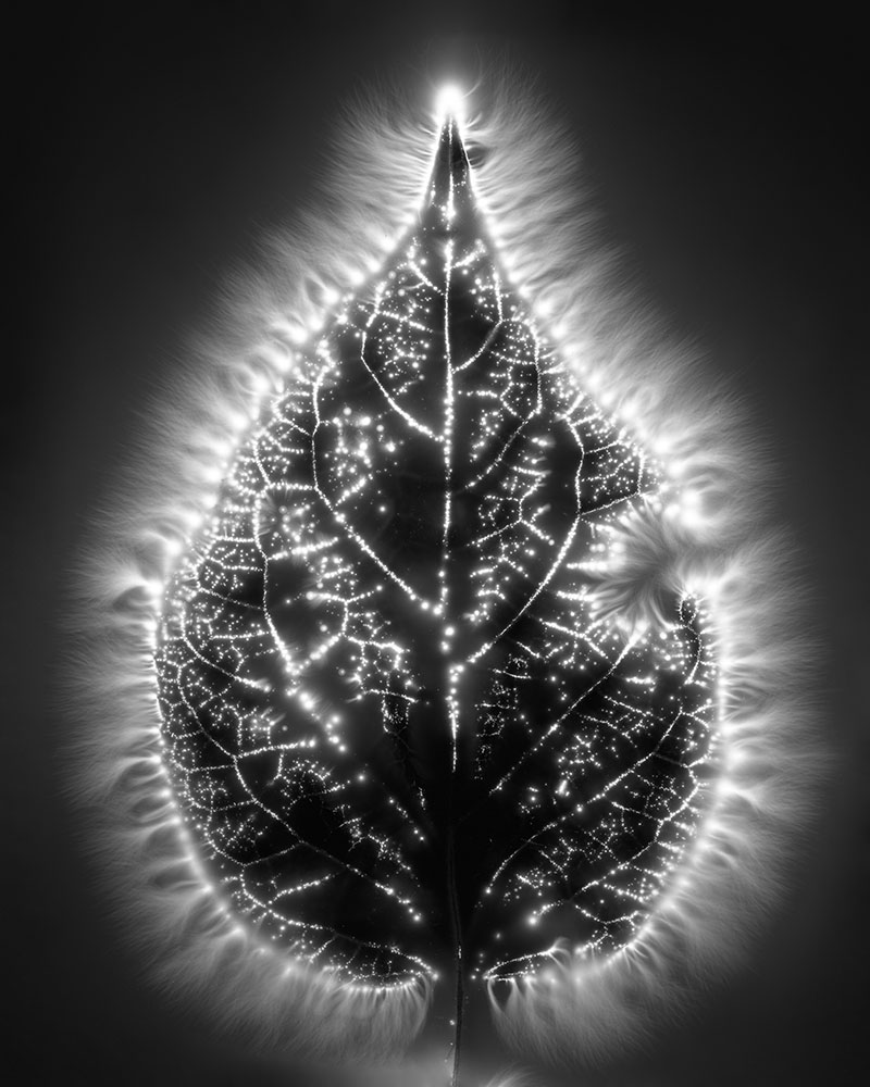 Plant_Cosmos