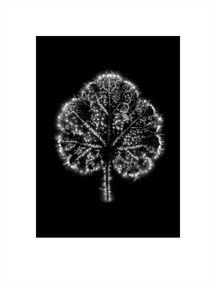 Plant_Cosmos