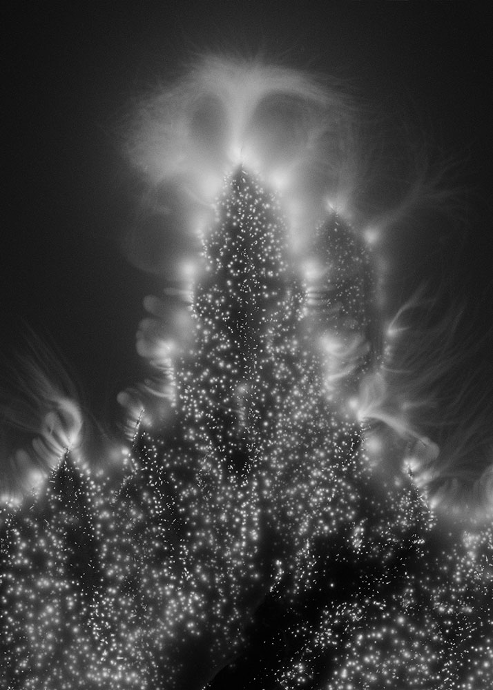 Plant_Cosmos
