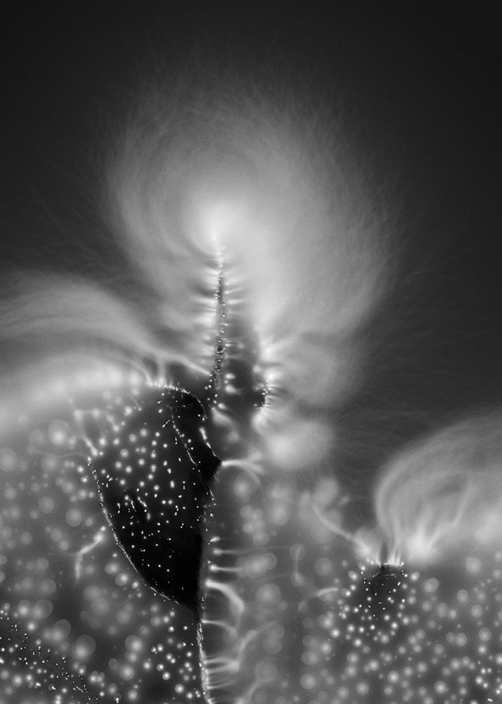 Plant_Cosmos