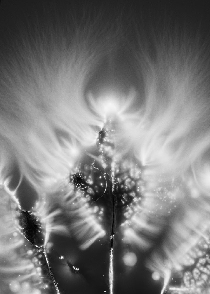 Plant_Cosmos
