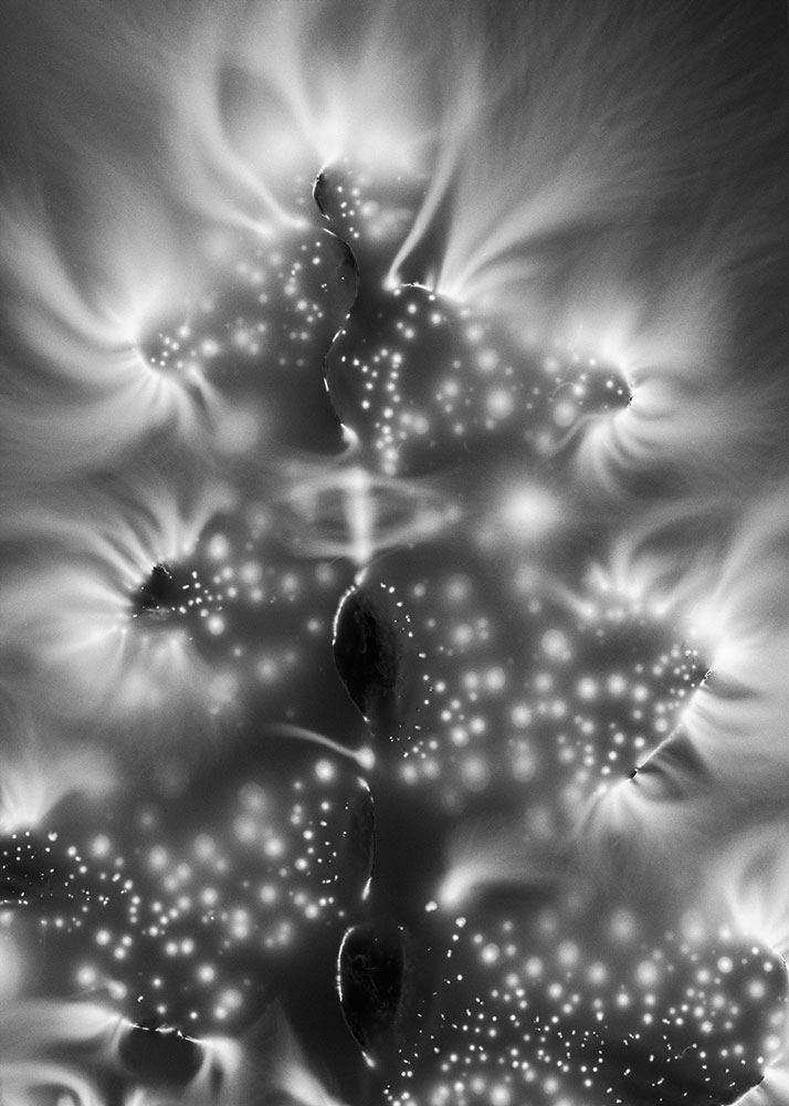 Plant_Cosmos