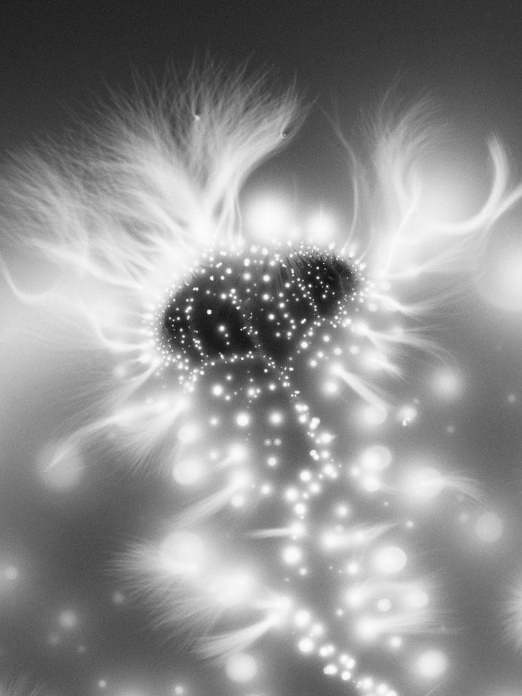 Plant_Cosmos