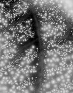 Mirroir 11