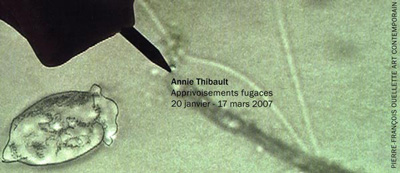 Apprivoisements fugaces